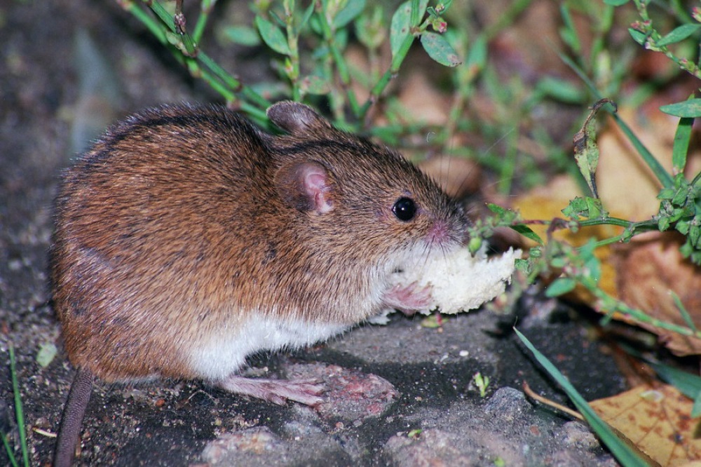 Мыши живущие в лесу. Лесная мышовка. Мышь Лесная полевка. Полевая мышь мышовка. Степная мышовка.